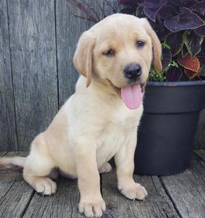 Labrador Retriever Puppies For Adoption FOR SALE ADOPTION
