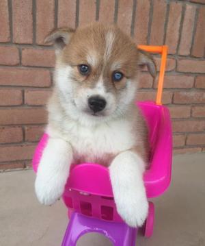 Pomsky Puppies For Adoption FOR SALE ADOPTION