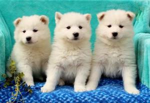 Samoyed Puppies For Adoption FOR SALE ADOPTION