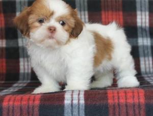 Shih Tzu Puppies For Adoption FOR SALE ADOPTION