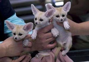 Usda Licensed Fennec Foxes Ready FOR SALE ADOPTION