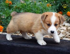 Pembroke Welsh Corgi Puppies For Adoption FOR SALE ADOPTION