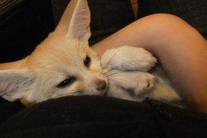 Perfect Healthy Lovely Fennec Fox For Rehoming FOR SALE ADOPTION