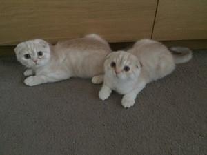 Scottish Fold Kittens FOR SALE ADOPTION