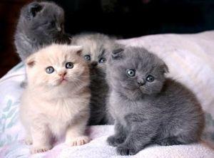 Scottish fold kittens for sale FOR SALE ADOPTION