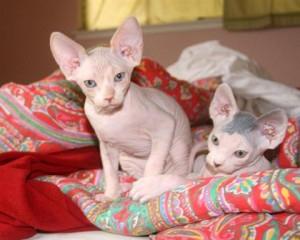 Spyhnx Kittens For Adoption FOR SALE ADOPTION