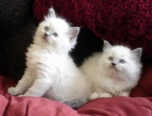 Ragdoll Kittens For Adoption FOR SALE ADOPTION
