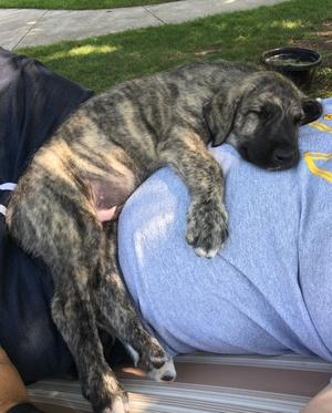 gorgeous Irish Wolfhound Puppies available FOR SALE ADOPTION