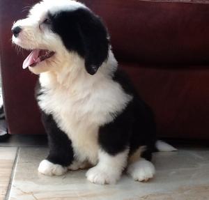 home trained Old English Sheepdog puppies ready FOR SALE ADOPTION
