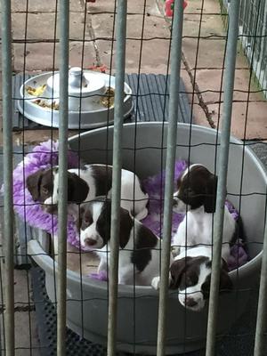 English Springer Spaniel Puppies FOR SALE ADOPTION