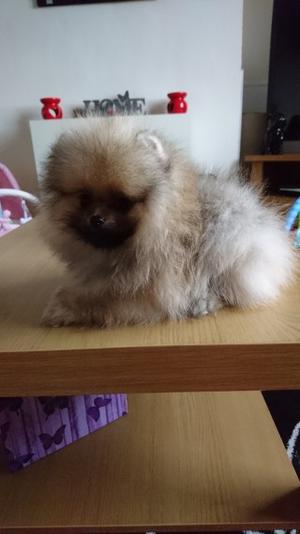 1 Male And 1 Female Pomeranian Available FOR SALE ADOPTION