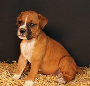 Affectionate Boxer puppies for affectionate home FOR SALE ADOPTION