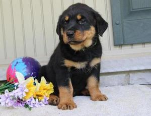 Affectionate Rottweiler puppies for affectionate home FOR SALE ADOPTION