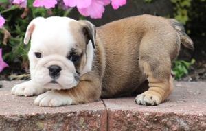Awesome English Bulldog puppies for awesome home FOR SALE ADOPTION