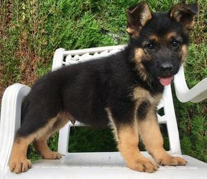 Lovely German shepherd puppies for lovely home FOR SALE ADOPTION
