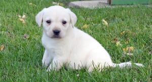 Affectionate Labrador Retriever puppies for affectionate home FOR SALE ADOPTION