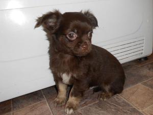 Chihuahua Puppy s 4 Sale FOR SALE ADOPTION