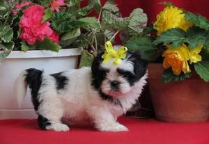 Gracious Shih Tzu Puppies for nice home FOR SALE ADOPTION