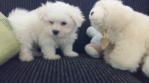 Precious Maltese puppies for precious home FOR SALE ADOPTION