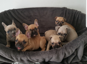 Stunning English Boys and Girls for sale FOR SALE ADOPTION