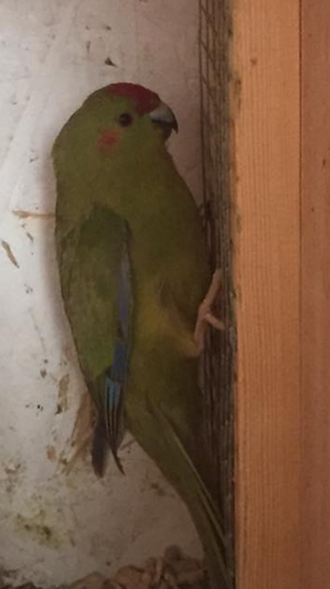 Kakariki Birds Forsale FOR SALE ADOPTION