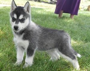 super cute and adorable siberian huskies for sale FOR SALE ADOPTION