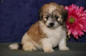 Adorable Shihpoo Puppies Needing New Homes FOR SALE ADOPTION