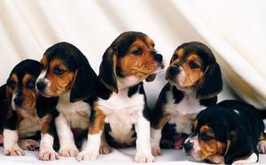 Beagle Puppies For Sale FOR SALE ADOPTION