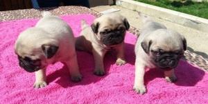 Beautiful Pug Pups For Sale FOR SALE ADOPTION