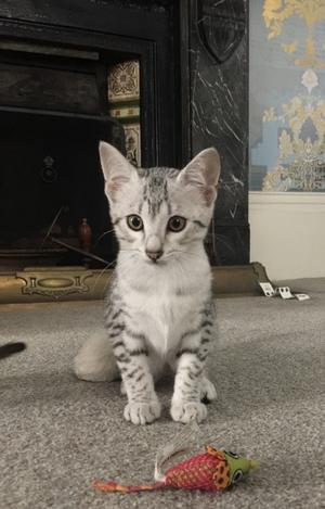 Egyptian Mau Kittens for sale FOR SALE ADOPTION