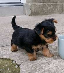 Registered Miniature Yorkshire Terrier Puppies FOR SALE ADOPTION