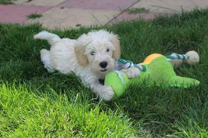 Schnoodle Puppies For Sale FOR SALE ADOPTION