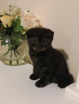 Scottish Fold Kittens Ready Now FOR SALE ADOPTION