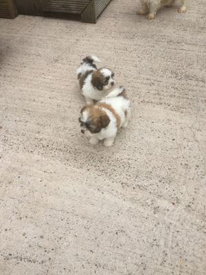 Shih zu Puppies FOR SALE ADOPTION