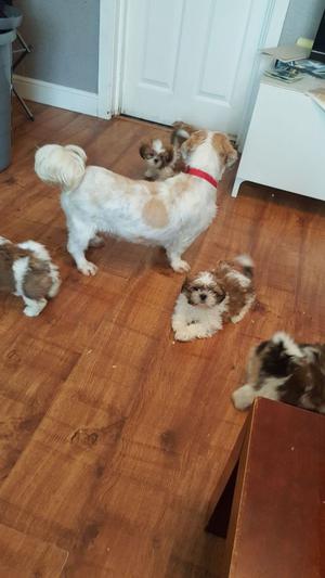 Shihtzu Puppies 8 Weeks Old Ready Now FOR SALE ADOPTION
