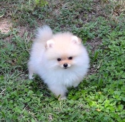 cute Pomeranian puppies for adoption FOR SALE ADOPTION