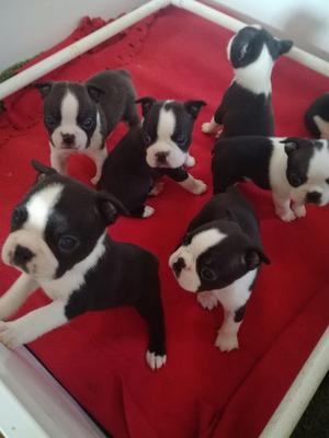 Boston Terrier Puppies for sale FOR SALE ADOPTION