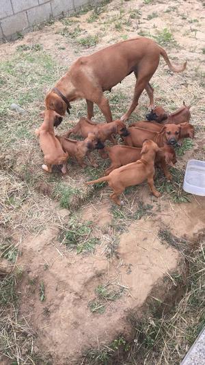 Rhodesian Pups For Sale FOR SALE ADOPTION
