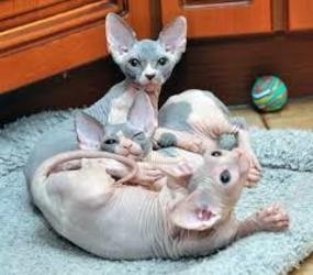 Sphyn x kittens for sale FOR SALE ADOPTION
