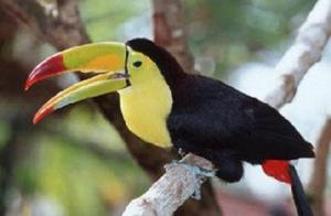 colorful Toucan Bird for sale FOR SALE ADOPTION