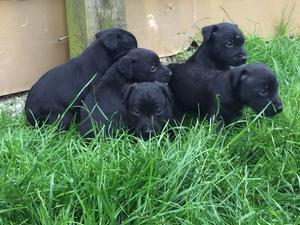 4 Dog Patterdales Puppies For Sale FOR SALE ADOPTION