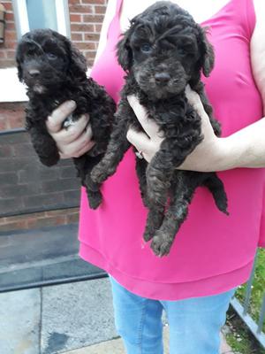 Chocolate Poodle Puppies For Sale FOR SALE ADOPTION