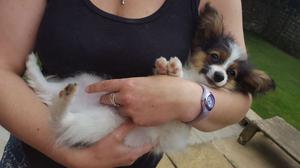 Male Papillon Puppy For Sale FOR SALE ADOPTION