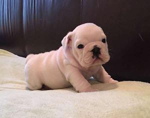 female french bull dog puppies ready for adoption FOR SALE ADOPTION