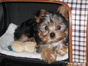 Chaming Yorkie Puppies For Adoption FOR SALE ADOPTION