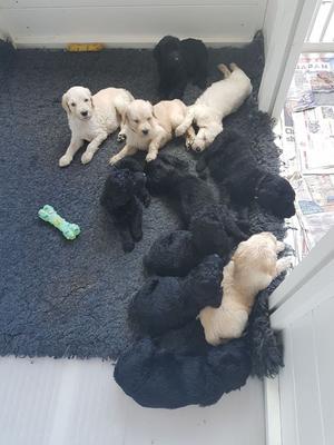F2 Standard Goldendoodles Puppies FOR SALE ADOPTION