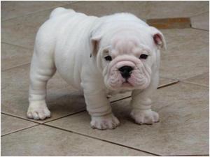 Gorgeous English Bulldog puppies available FOR SALE ADOPTION
