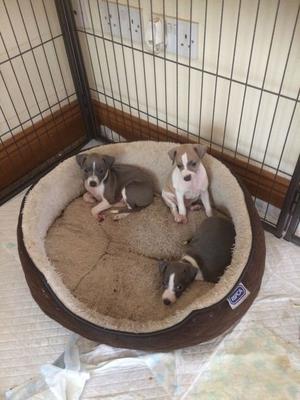 Italian Greyhound Puppies Kc Reg For Sale FOR SALE ADOPTION