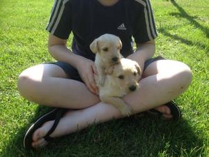 F1 Labradoodle Puppies Ready Now FOR SALE ADOPTION