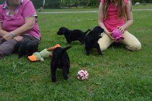 Fully Vaccainted Micro Chipped Flat coated Retriever FOR SALE ADOPTION